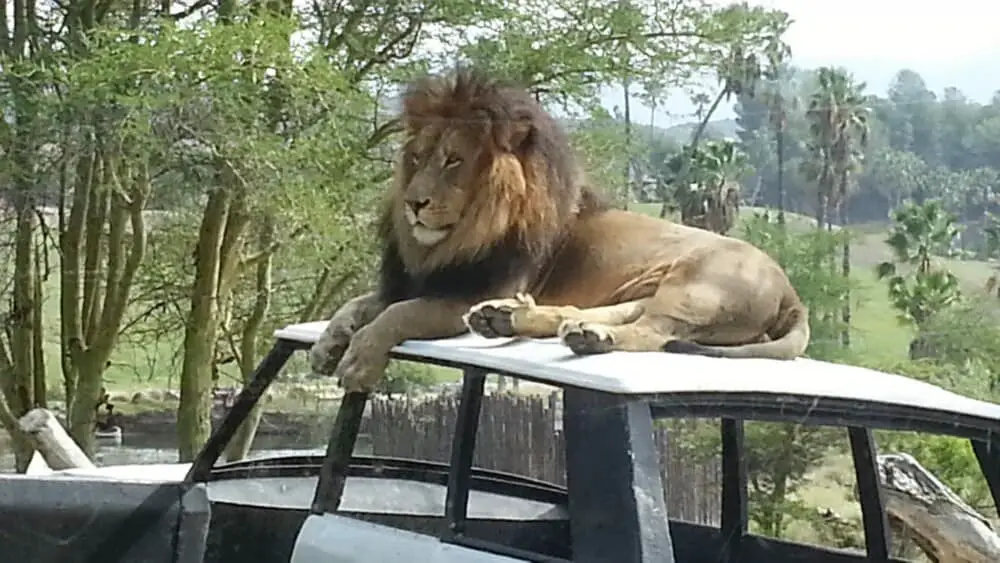 Lion on top of old jeep in the Lion Camp exhibit at San Diego Safari Park.