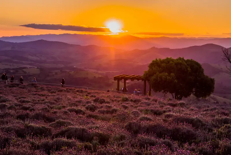 lavandario-campo-de-lavandas-cunha-o-que-fazer