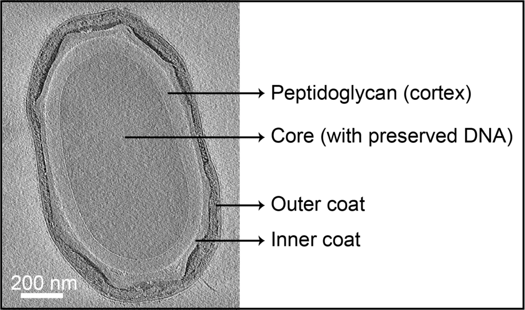 A bacterial spore consists of a core DNA, a thick peptidoglycan layer and an innner and outer coat.