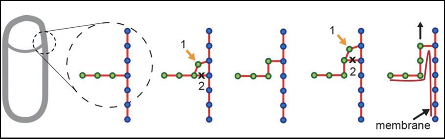 Engulfment model based on coordination between cell wall insertion (orange arrow, 1) and cell wall degradation (black cross, 2) and makes room for movement of mother cell membrane forward