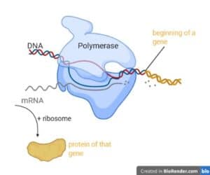 transciption in bacteria