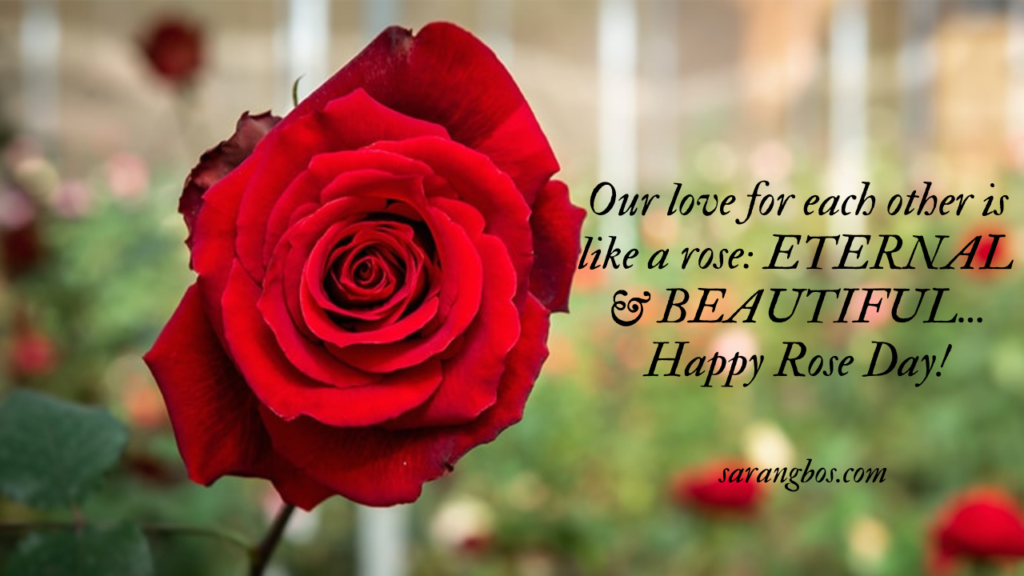 Rose Day Quotes, Wishes and Messages