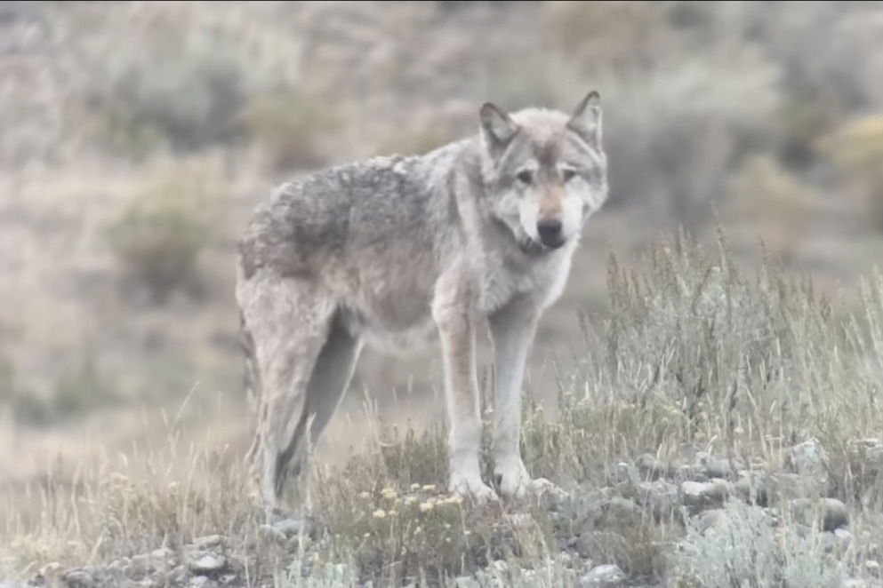 Yellowstone's oldest wolf died