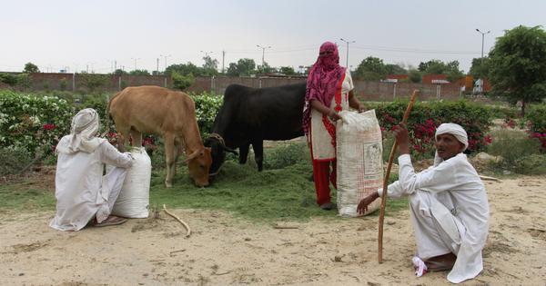 Jobs for some, land lost for others: How new universities have changed lives of Sonipat’s villagers