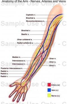 diagram of veins in arm for phlebotomy