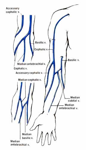 diagram of veins in arm for phlebotomy