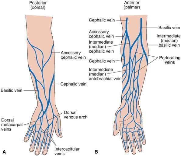 diagram of veins in arm for phlebotomy