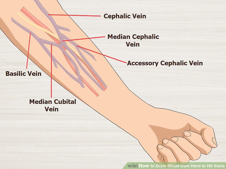 diagram of veins in arm for phlebotomy