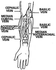 diagram of veins in arm for phlebotomy