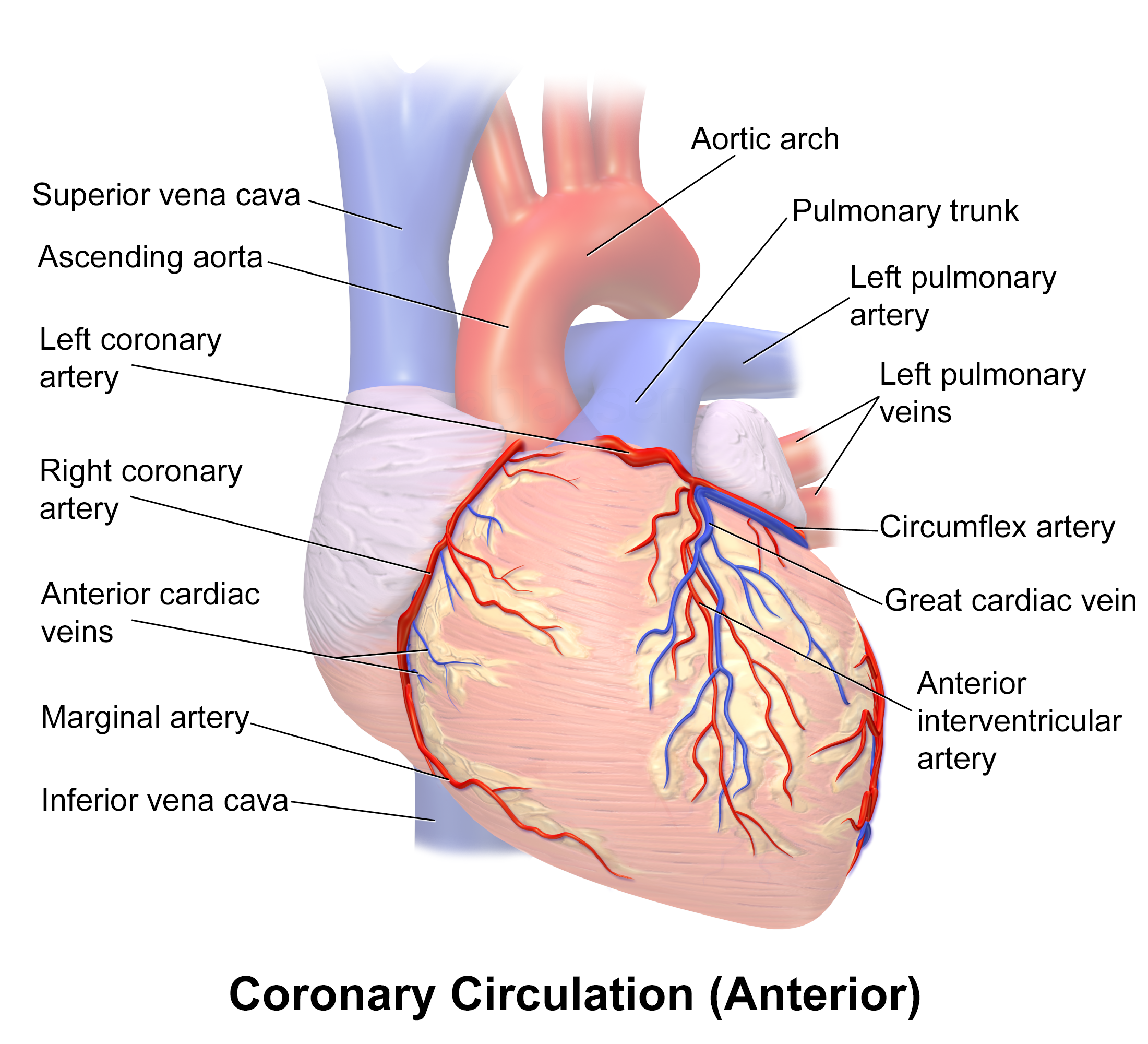 ramus coronary artery diagram