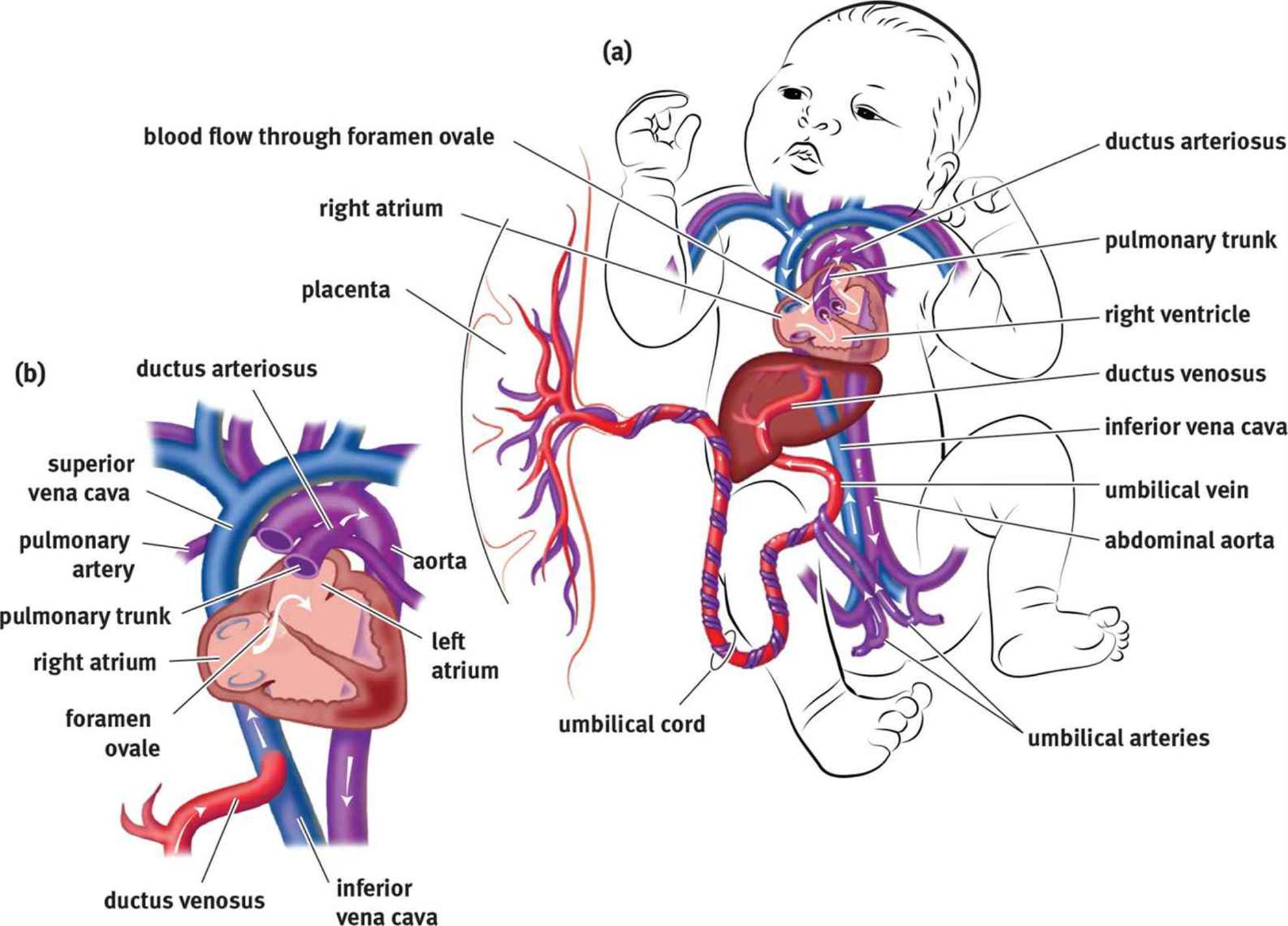 Step By Step Fetal Circulation Flow Chart - Image to u