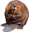 Beaver-American