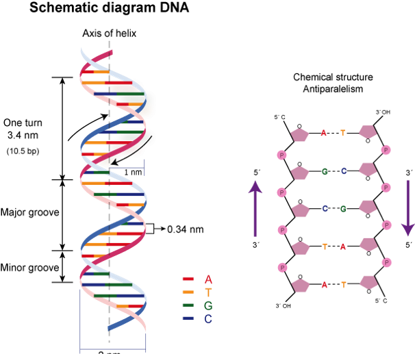 Nucleic acid- Definition, Class, Structure, Function, Application