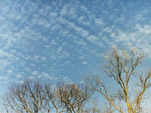 image of cirrocumulus clouds