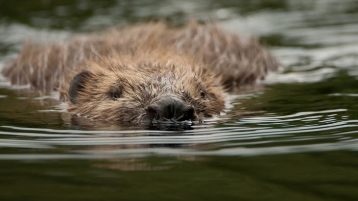 Beaver © Philip Price, Scottish Beaver Trial