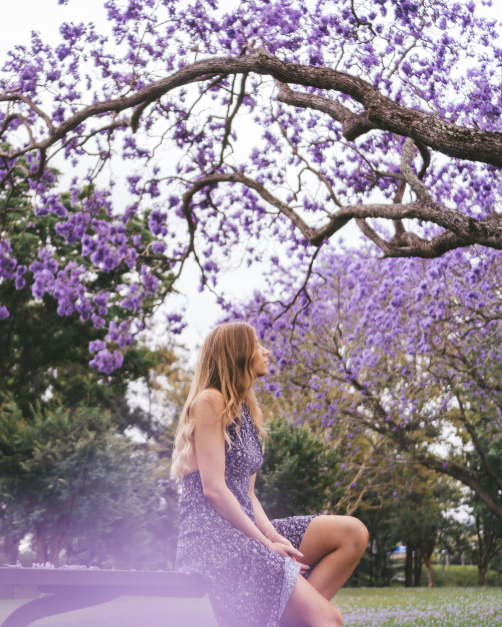 Grafton Jacaranda Festival