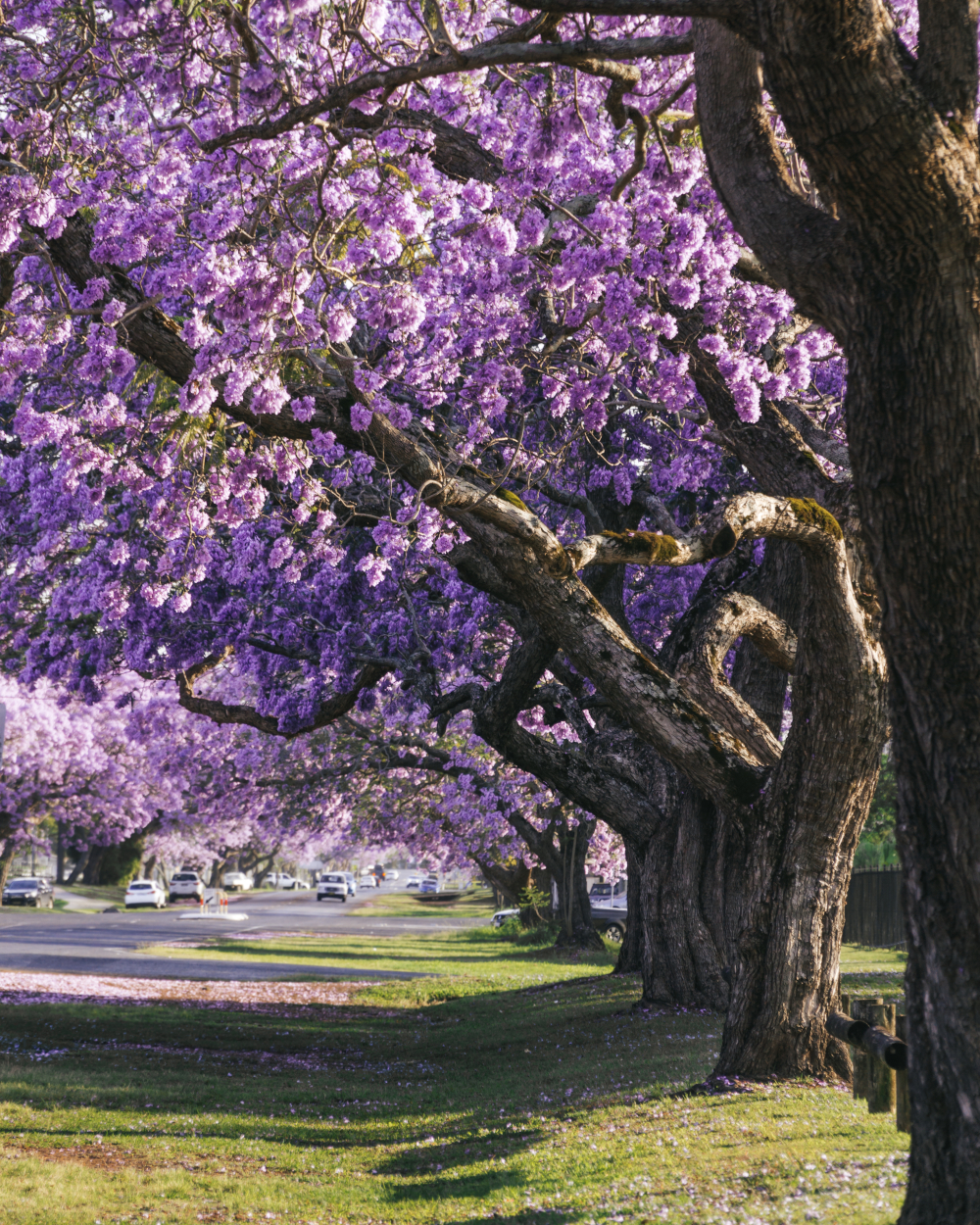 Grafton Jacaranda Festival