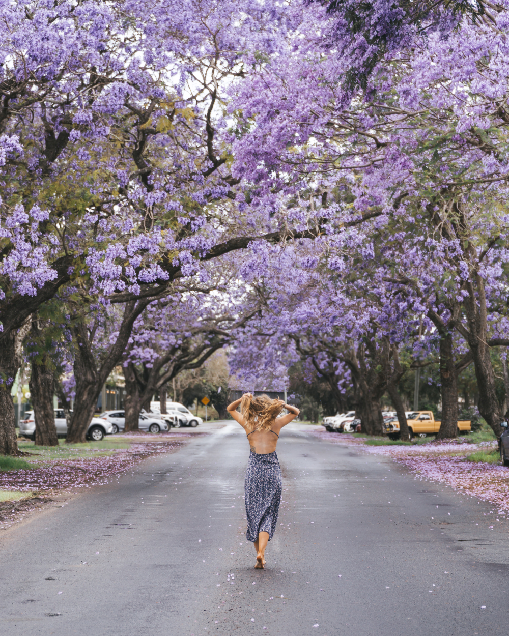 Grafton Jacaranda Festival