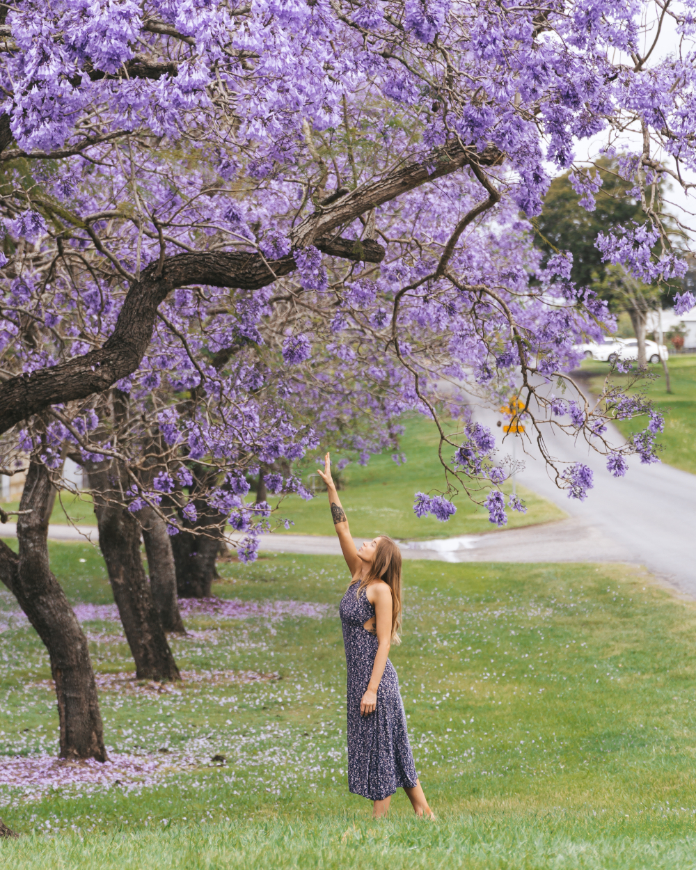 Grafton Jacaranda Festival