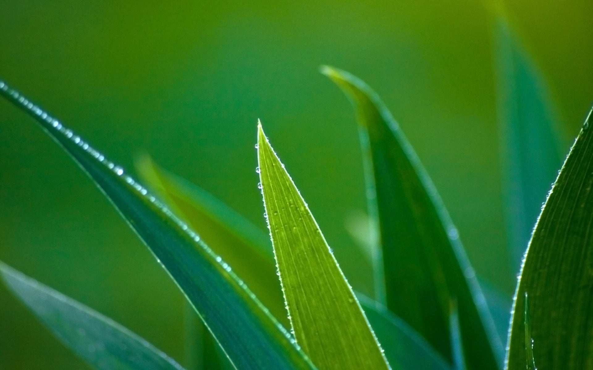 Background xanh lá cây đẹp