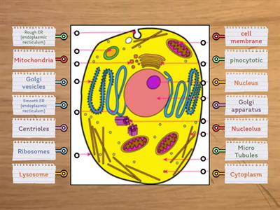 Animal Cell 