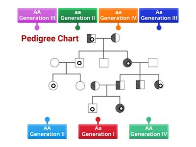 Pedigree Charts