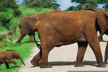 top things to see in Tarangire national park