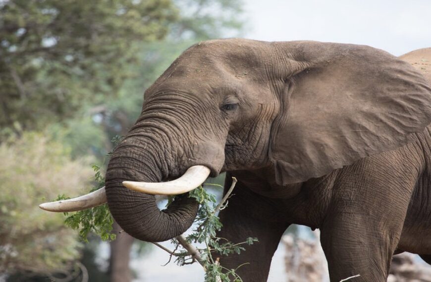 Mana Pools National Park