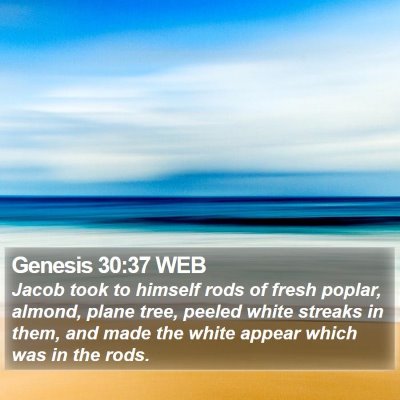 Genesis 30:37 WEB Bible Verse Image