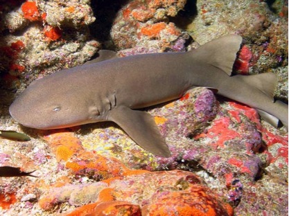 nurseshark