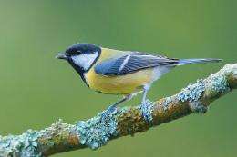 Great Tit, Parus major