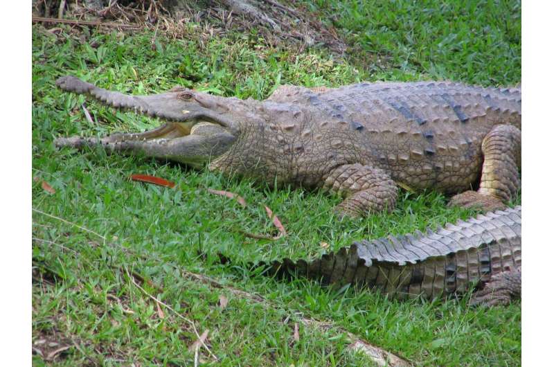 Crocodylus johnstoni