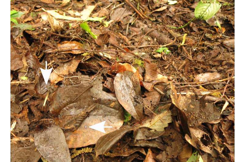 Tiny thorn snail discovered in Panama's backyard