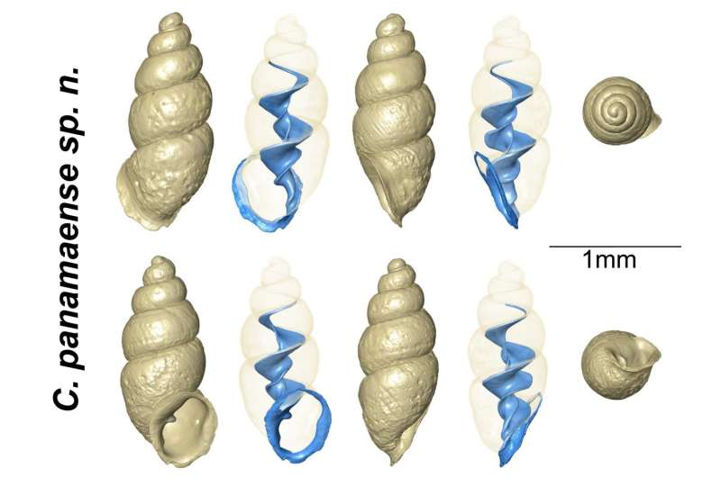 Tiny thorn snail discovered in Panama's backyard