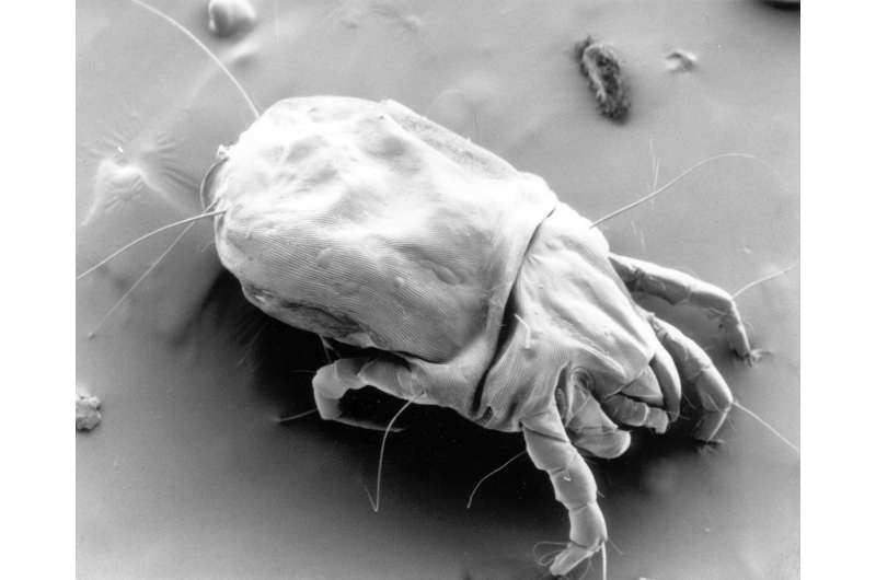 House dust mite