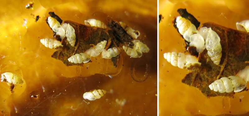 Tiny thorn snail discovered in Panama's backyard