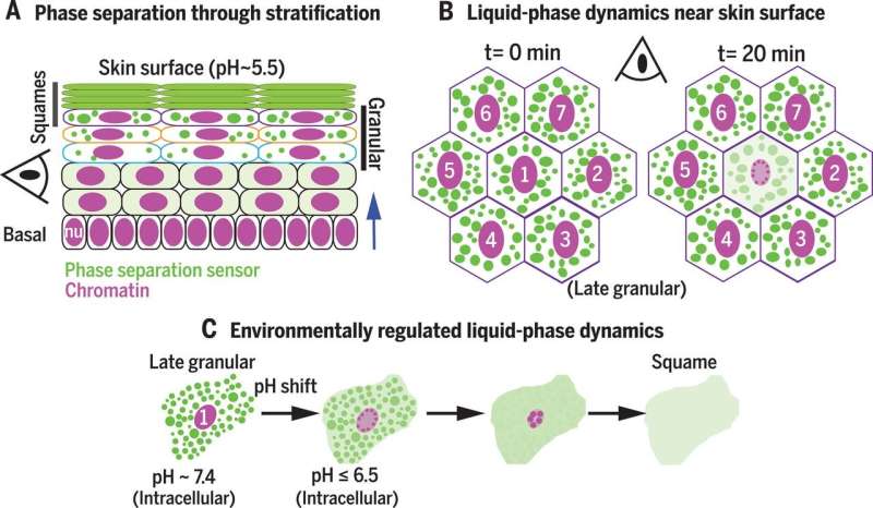 Phase separation problems with proteins in skin found to account for some skin diseases