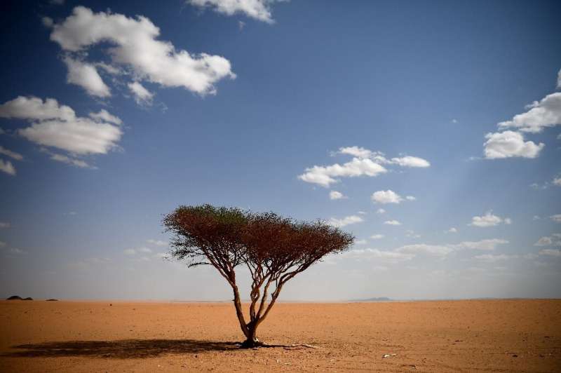 A satellite survey has revealed millions of trees dot desert areas once considered effectively barren