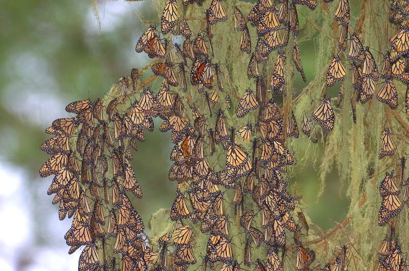 What it takes to eat a poisonous butterfly