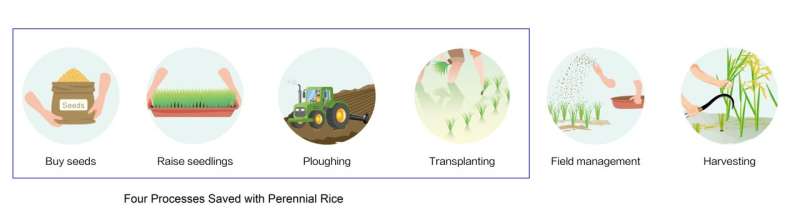 African wild rice genes help perennial rice to halve its production cost