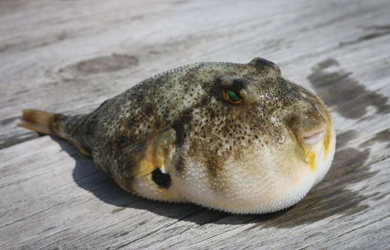 pufferfish