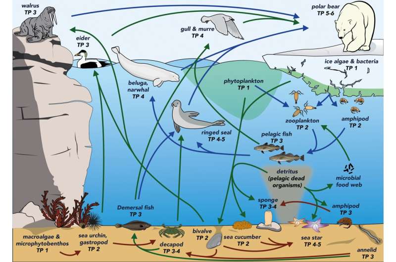 Sea stars: The benthic equivalent to the polar bear