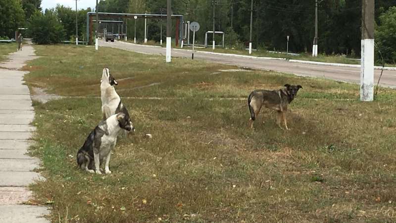 Chornobyl Dogs' Genetic Differences Not Due to Mutation