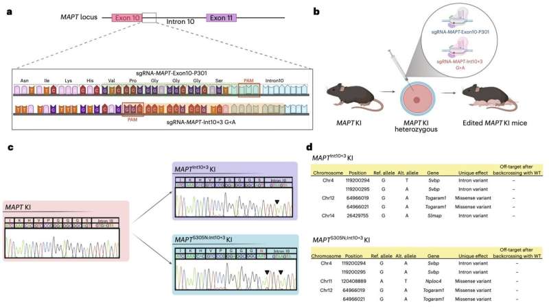 Study hints at the role of tau hyperphosphorylation in the early stages of neurodegenerative diseases