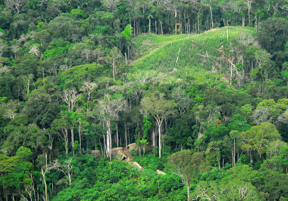 Researchers Find There Are At Least 14 003 Plant Types In Amazon Basin