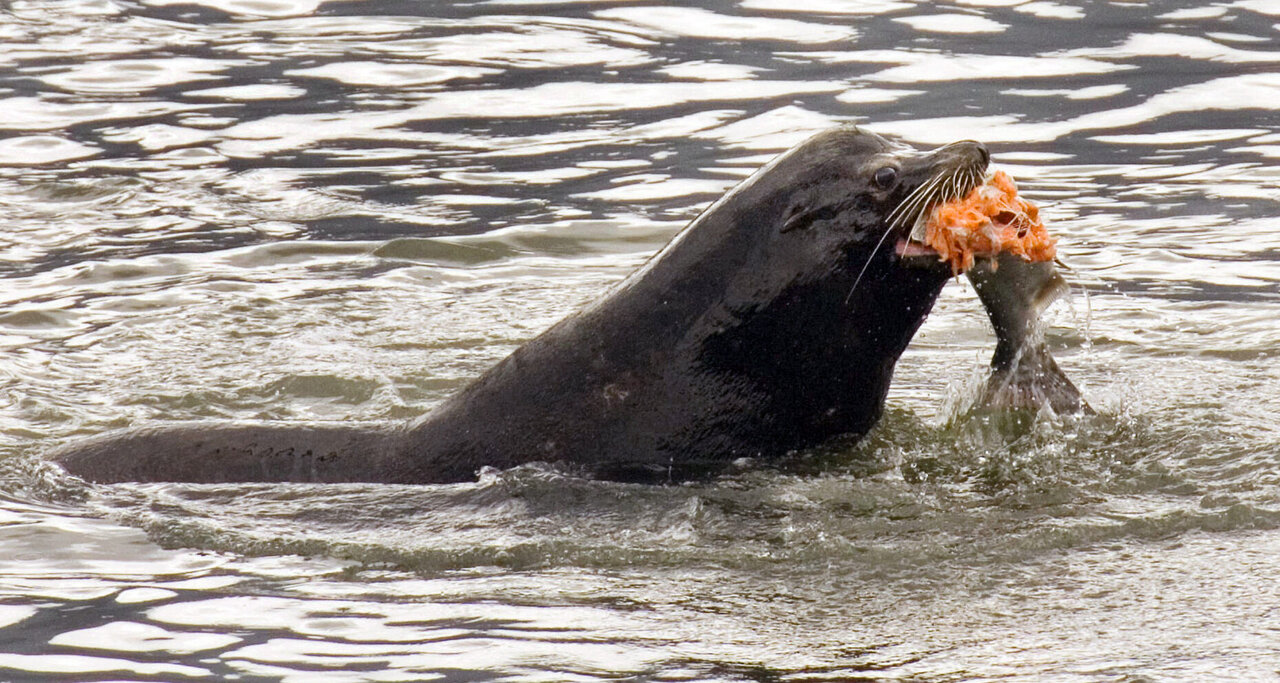 US allows killing sea lions eating at-risk Northwest salmon