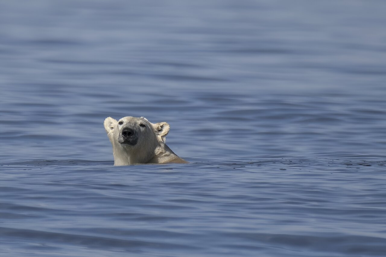 Polar bears could vanish from Canada's Hudson Bay if temperatures rise 2C