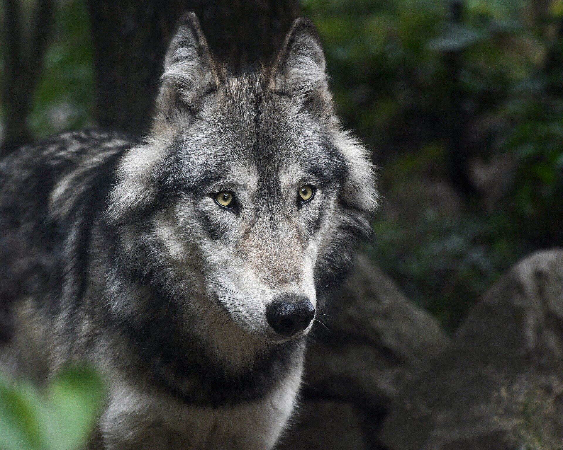 Why Is The Endangered Gray Wolf