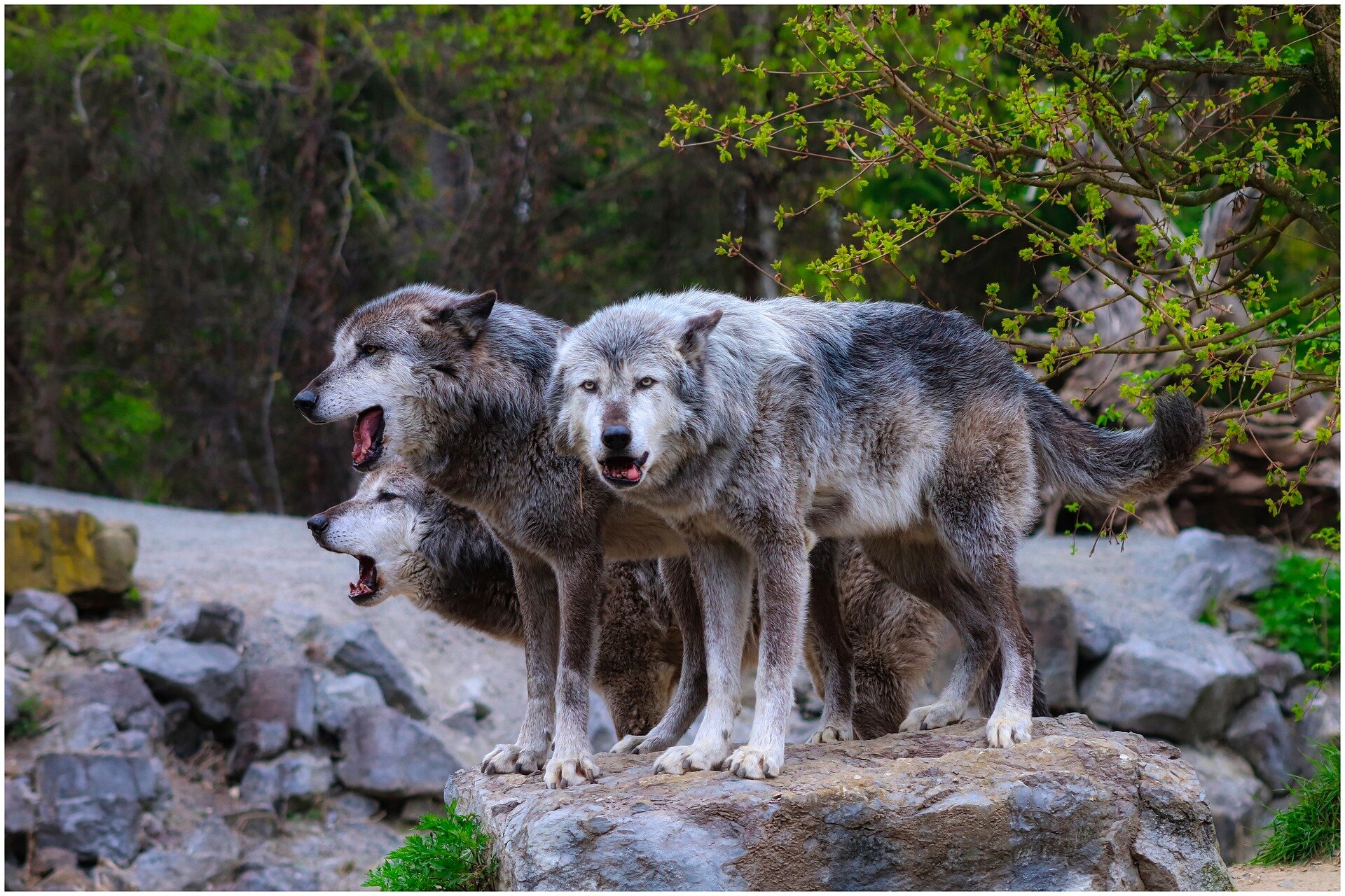 Wolves are back in Colorado's wilderness: Here's why that's great for Earth