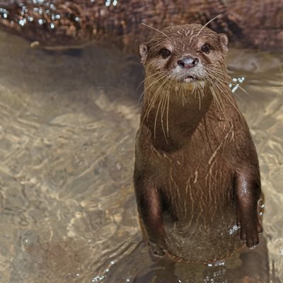 otter